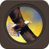 The Eagle Fly on 9Apps