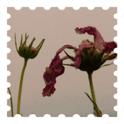 Litter Flowers Theme icon