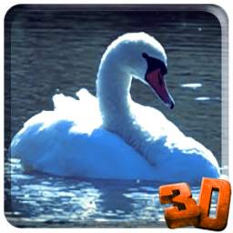 Swans Video Wallpaper 1.0