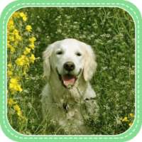 The Happy Dog on 9Apps