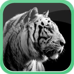 The Tiger 2.0