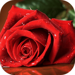 Beautiful Rose Wallpapers आइकन