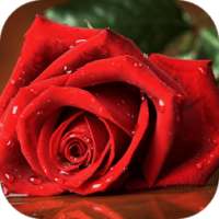 Beautiful Rose Wallpapers