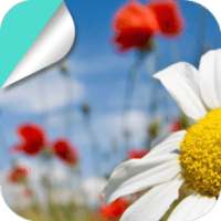 The Spring Sunshine Flowers on 9Apps