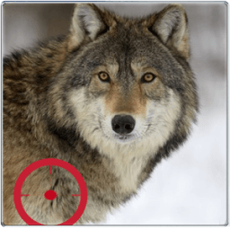 Ice Wolf Hunting icon