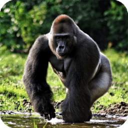 Gorilla Pack 3 Live Wallpaper 1.00