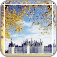 The Maple Tree on 9Apps