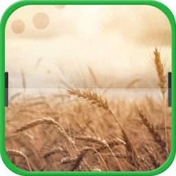 Golden Wheat Field icon