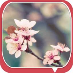 Pink Peach 2.1