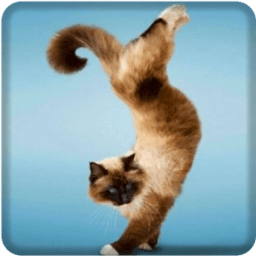 Cats Video 3D LWP icon