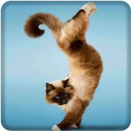 Cats Video 3D LWP 2.0