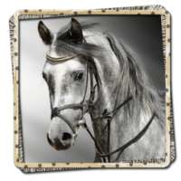 Horses Picture Frames FREE