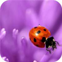 Flower and ladybug. Wallpaper on 9Apps