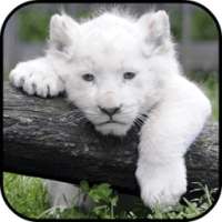 White Lion Wallpapers on 9Apps