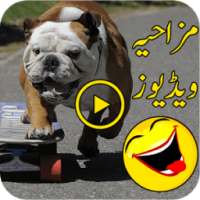 Funny Videos