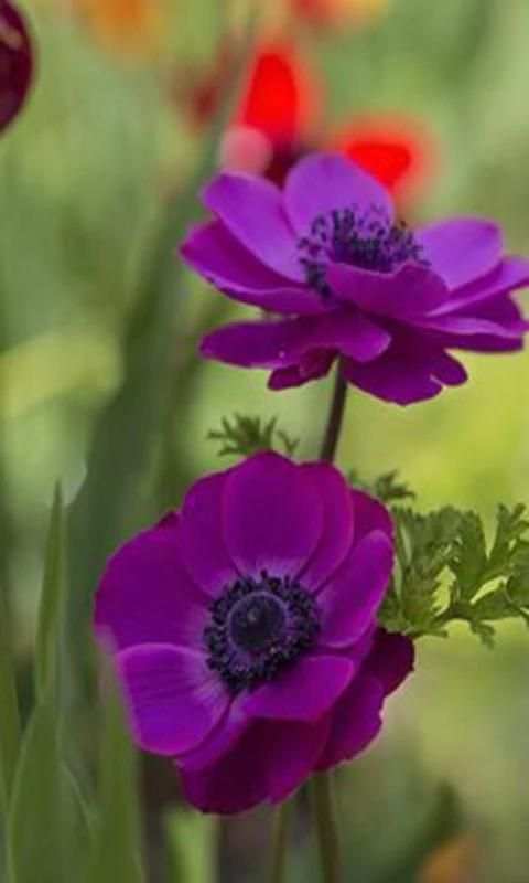 Nature Flowers 4 تصوير الشاشة