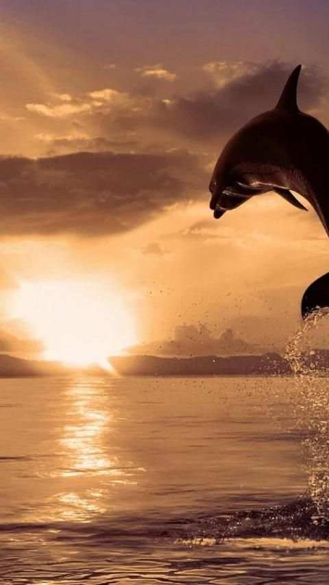 Sunrise Wallpapers screenshot 1