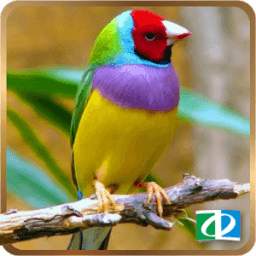Bird Sounds 1.01