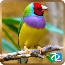 Bird Sounds иконка