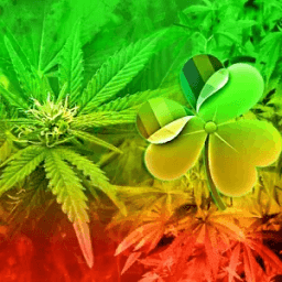 GO Launcher EX Theme Rasta أيقونة