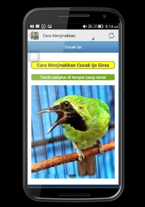 Cucak Ijo Berkicau screenshot 6