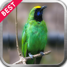 Cucak Ijo Berkicau icon