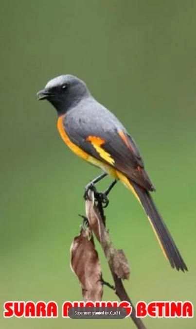 Kicau Burung Betina screenshot 3