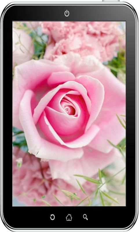 Rose Wallpaper HD 5 تصوير الشاشة