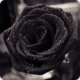 Black Rose Background 1.2
