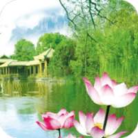 Lotus Pond Live Wallpaper on 9Apps