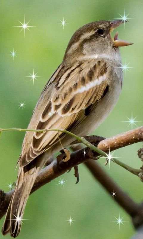 Birds Live Wallpaper screenshot 1