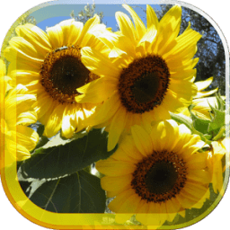 ikon Sunflower Magic live wallpaper