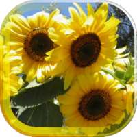 Sunflower Magic live wallpaper