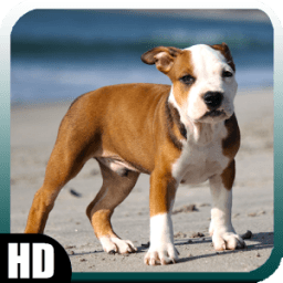 Pitbull Pack 2 Wallpaper icon