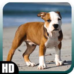 Pitbull Pack 2 Wallpaper 1.0