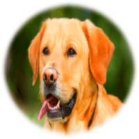 Собака Звуки