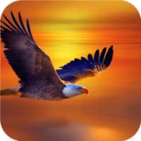 Flying Eagle. Live Wallpapers