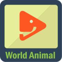 Animal Videos