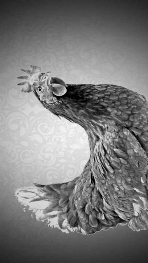 Chicken Game 2 تصوير الشاشة