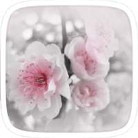 White Flower Theme on 9Apps