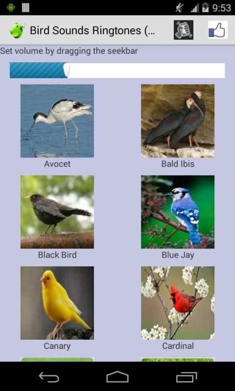 Bird Sounds Ringtones screenshot 3