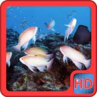 Tropical Colorful Fish lwp on 9Apps