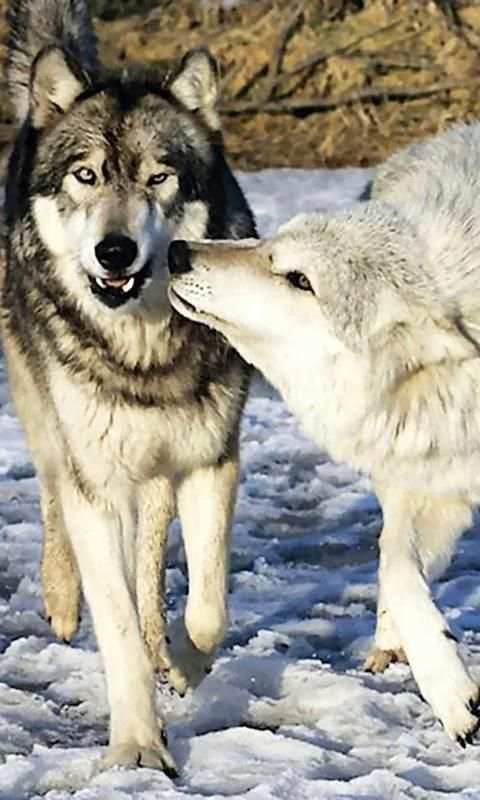 Wolves Sounds live wallpaper 5 تصوير الشاشة