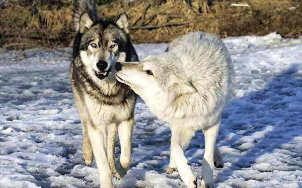 Wolves Sounds live wallpaper 2 تصوير الشاشة