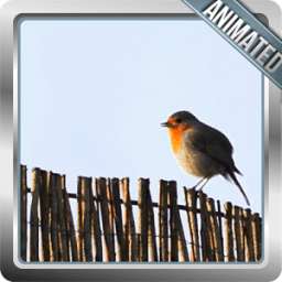 Bird Live Wallpaper أيقونة