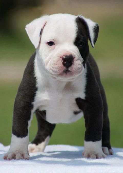 Pitbull wallpapers screenshot 2