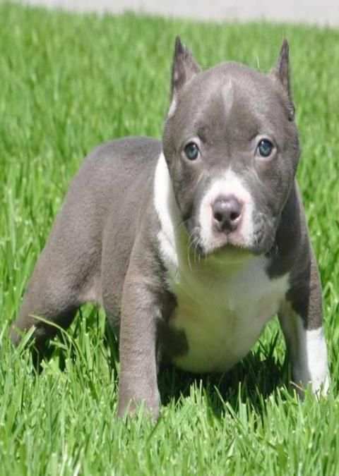 Pitbull wallpapers screenshot 1