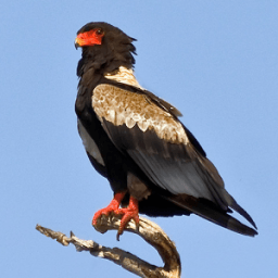 Birds of Prey Sounds Free иконка
