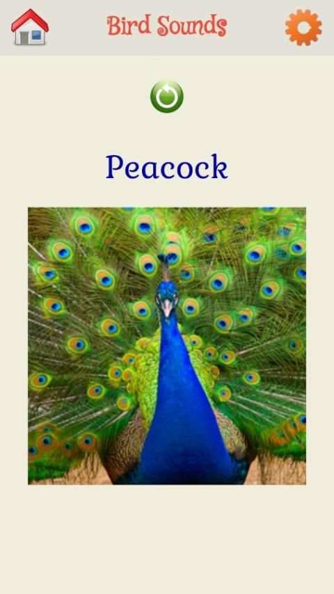 Bird Sounds скриншот 3