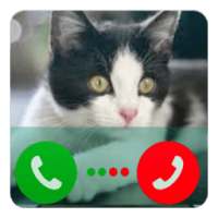 Fake Call Cat Angela on 9Apps